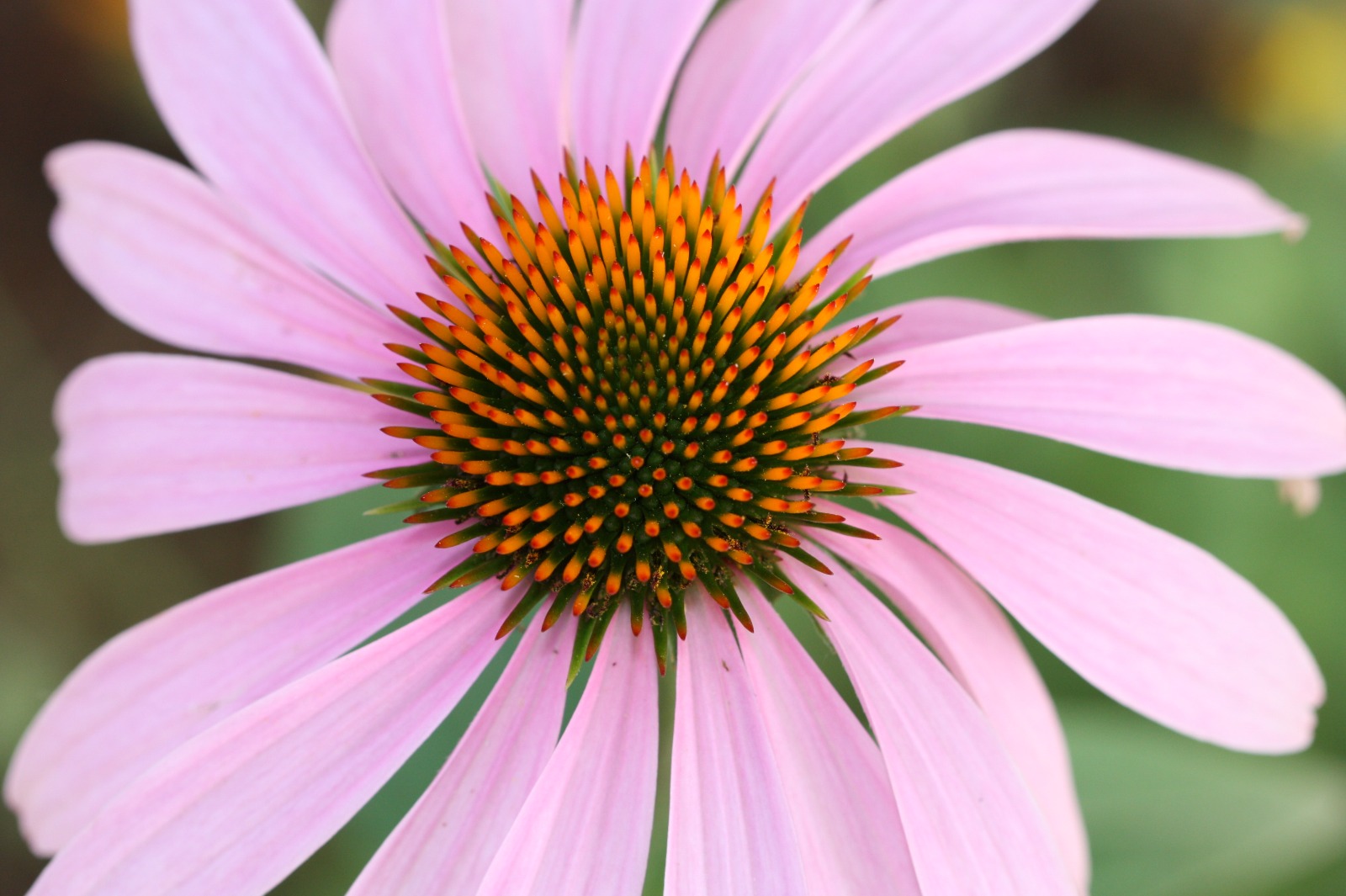 אין, אין על וירוסים…. מה בעצם הם באים ללמד אותנו ???